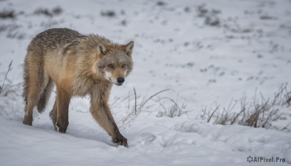 The charm of a dog in a bold snowy outdoors