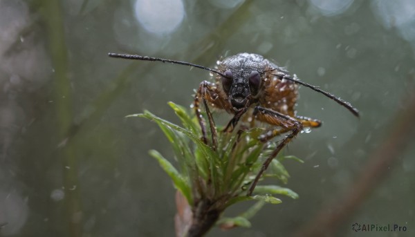 outdoors, signature, blurry, no humans, depth of field, leaf, moon, bug, realistic, antennae, branch