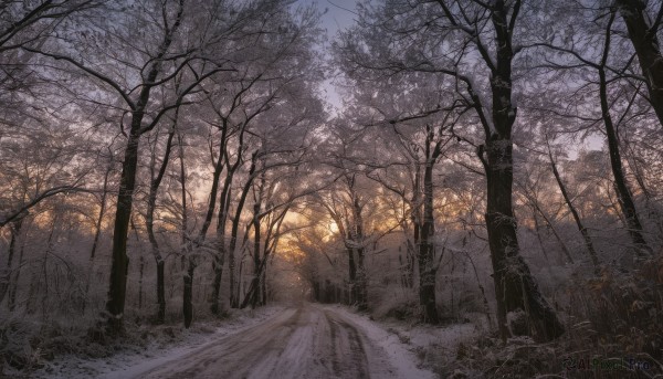 solo,flower,outdoors,tree,no humans,sunlight,grass,nature,scenery,snow,forest,road,bare tree,tombstone,path,sky,cloud,plant,sunset,landscape