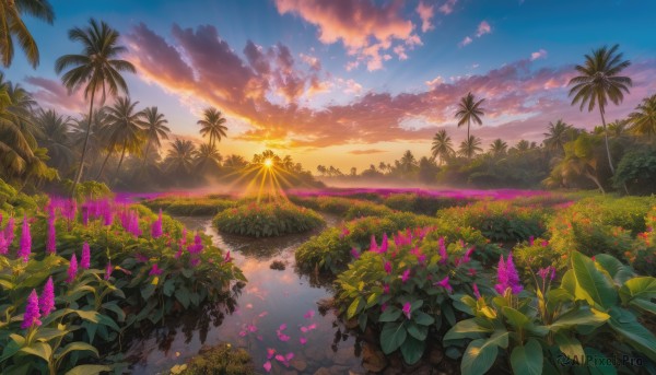 flower, outdoors, sky, cloud, water, tree, no humans, sunlight, cloudy sky, grass, plant, nature, scenery, reflection, sunset, palm tree, sun