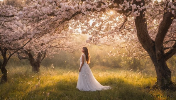 1girl, solo, long hair, brown hair, dress, standing, flower, outdoors, sleeveless, white dress, tree, sleeveless dress, sunlight, grass, cherry blossoms, nature, scenery