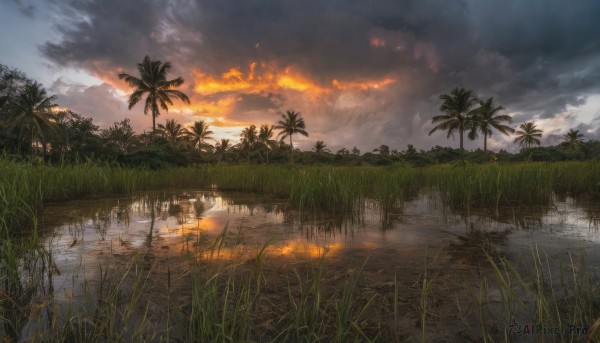 outdoors,sky,cloud,water,tree,no humans,ocean,sunlight,cloudy sky,grass,plant,nature,scenery,reflection,sunset,palm tree,horizon,evening,reflective water,fire,lake