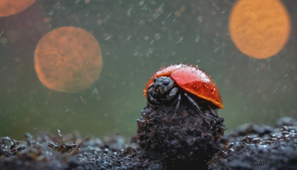 A vibrant unique subject captured in rainy dynamic scene