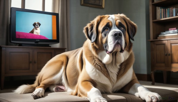 HQ,brown eyes,indoors,book,no humans,window,bed,animal,curtains,dog,realistic,bookshelf,bedroom,television,animal focus,monitor,shiba inu,solo,looking at viewer,lying,tongue,tongue out,chair