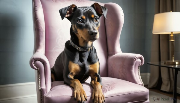 HQ,solo,looking at viewer,brown eyes,sitting,indoors,collar,no humans,animal,chair,table,curtains,couch,dog,realistic,lamp,candle,animal focus,armchair,tongue,tongue out,animal collar