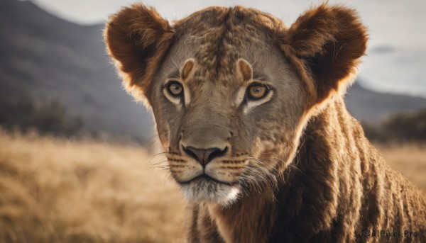 solo,looking at viewer,closed mouth,outdoors,day,blurry,no humans,depth of field,blurry background,animal,cat,grass,portrait,mountain,realistic,animal focus,whiskers,yellow eyes,sky,signature