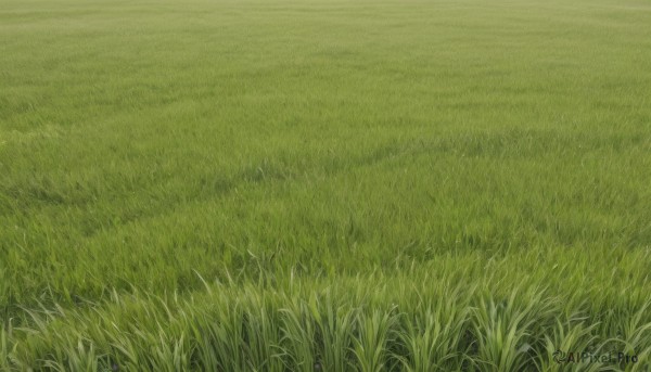 flower,outdoors,day,no humans,traditional media,grass,nature,scenery,field,green theme,plant