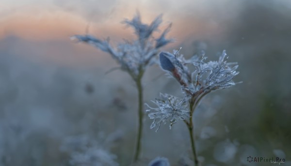 flower,outdoors,sky,artist name,signature,blurry,tree,no humans,depth of field,blurry background,leaf,plant,nature,scenery,snow,branch,bare tree,still life,cloud,blue flower,bouquet