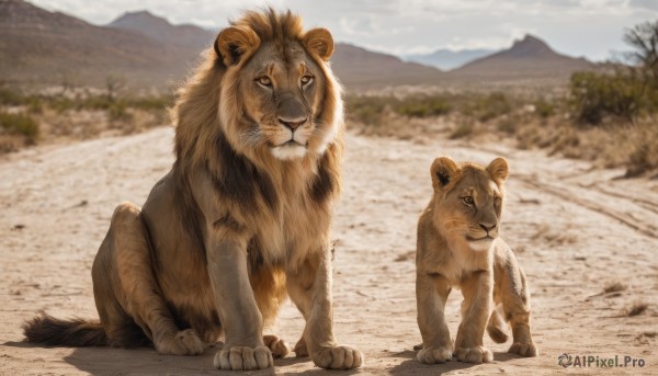 looking at viewer,standing,full body,outdoors,sky,day,blurry,tree,no humans,depth of field,blurry background,animal,mountain,realistic,animal focus,lion,sitting,cloud,signature,blue sky