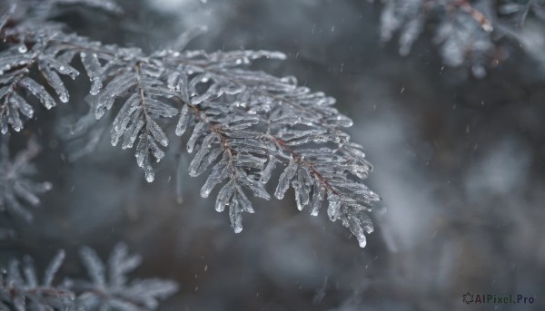 solo,outdoors,blurry,tree,no humans,depth of field,blurry background,from above,scenery,snow,snowing,branch,still life,blood,rain