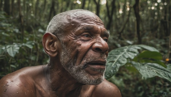 solo,1boy,closed mouth,male focus,outdoors,blurry,blurry background,facial hair,leaf,plant,portrait,nature,beard,forest,realistic,bald,manly,old,old man,smile,blue eyes,upper body