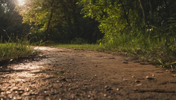 flower,outdoors,day,blurry,tree,no humans,shadow,sunlight,grass,plant,nature,scenery,forest,light rays,road,dappled sunlight,path,depth of field,leaf,rock