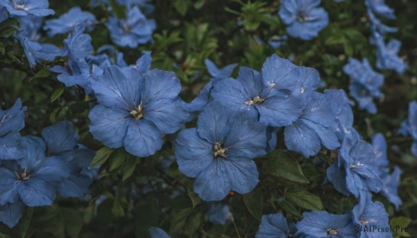 flower,outdoors,blurry,no humans,depth of field,blurry background,leaf,plant,scenery,blue flower,still life,hydrangea