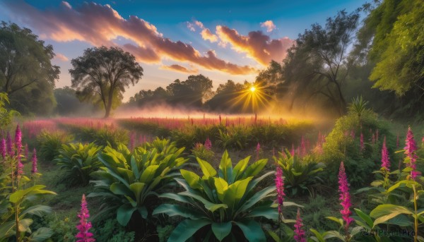 flower, outdoors, sky, cloud, tree, blue sky, no humans, sunlight, cloudy sky, grass, plant, nature, scenery, sunset, sun, field