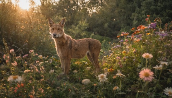 closed eyes, flower, outdoors, day, blurry, tree, no humans, depth of field, animal, sunlight, grass, nature, scenery, forest, realistic, field, animal focus