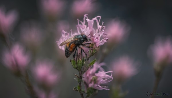 flower, blurry, no humans, depth of field, bug, realistic