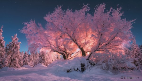 outdoors, sky, tree, no humans, night, star (sky), night sky, scenery, snow, starry sky, winter