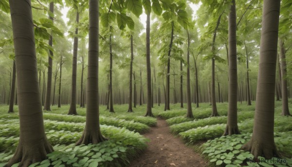 outdoors,day,tree,no humans,leaf,sunlight,grass,plant,nature,scenery,forest,bush,green theme,path,road