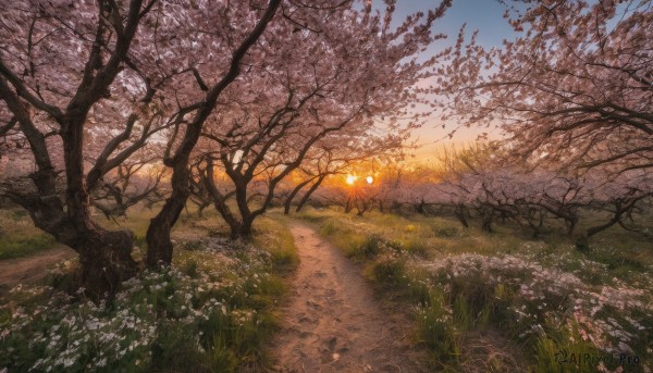 flower, outdoors, sky, tree, no humans, sunlight, grass, nature, scenery, sunset, sun, road, field, path