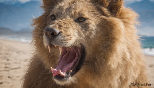 solo,looking at viewer,open mouth,brown eyes,outdoors,sky,teeth,day,blurry,no humans,blurry background,animal,fangs,beach,realistic,sand,animal focus,whiskers,oversized animal,lion,1girl,long hair,skirt,brown hair,dress,animal ears,underwear,panties,lying,shoes,cloud,virtual youtuber,blue sky,depth of field,ocean