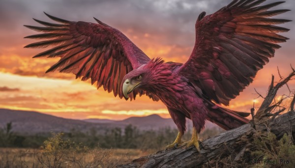 solo,standing,yellow eyes,outdoors,wings,sky,cloud,blurry,from side,tree,pokemon (creature),no humans,depth of field,bird,animal,cloudy sky,grass,nature,scenery,feathered wings,sunset,animal focus,talons,spread wings,realistic