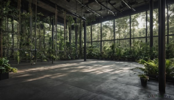 outdoors,day,indoors,tree,no humans,window,shadow,sunlight,plant,scenery,potted plant,flower