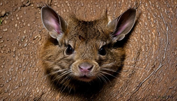 HQ,solo,looking at viewer,closed mouth,black eyes,no humans,animal,from above,traditional media,cat,realistic,animal focus,mouse,colored pencil (medium),whiskers,purple eyes,brown background,hamster