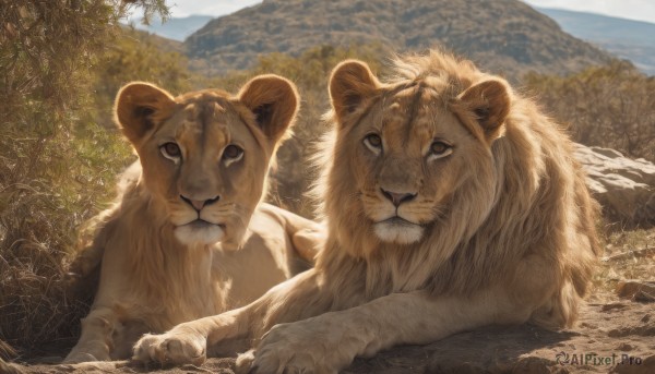 looking at viewer,brown eyes,outdoors,lying,sky,day,tree,no humans,animal,grass,plant,on stomach,nature,scenery,forest,mountain,realistic,animal focus,tiger,lion,closed mouth,signature,blue sky