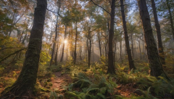 outdoors, sky, day, tree, no humans, leaf, sunlight, grass, plant, nature, scenery, forest