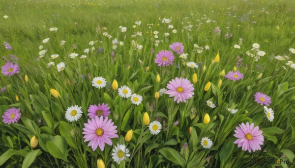 flower,outdoors,day,no humans,grass,white flower,scenery,yellow flower,purple flower,field,flower field,still life,daisy,leaf,from above,plant,nature,pink flower,blue flower,tulip