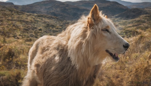 The timeless beauty of a dog in a tranquil day