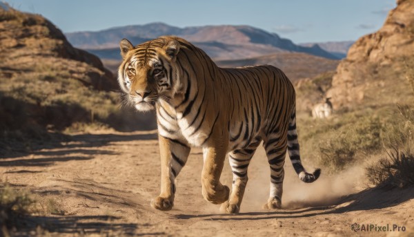 outdoors,sky,day,blurry,blue sky,no humans,blurry background,shadow,animal,grass,scenery,mountain,realistic,road,chinese zodiac,animal focus,tiger,year of the tiger,desert,open mouth,full body,nature