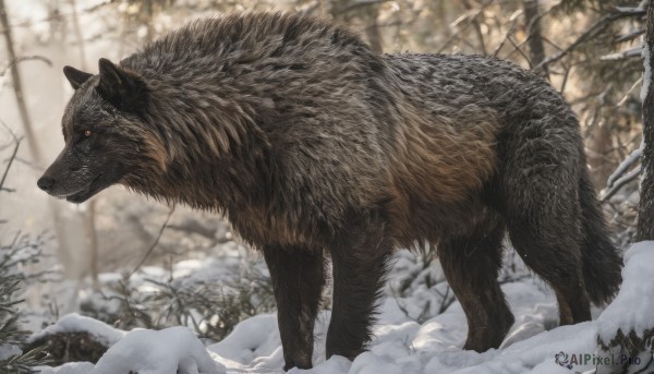 solo,outdoors,day,signature,blurry,from side,tree,orange eyes,no humans,depth of field,blurry background,animal,nature,snow,forest,snowing,animal focus,winter,bare tree,wolf,red eyes,realistic