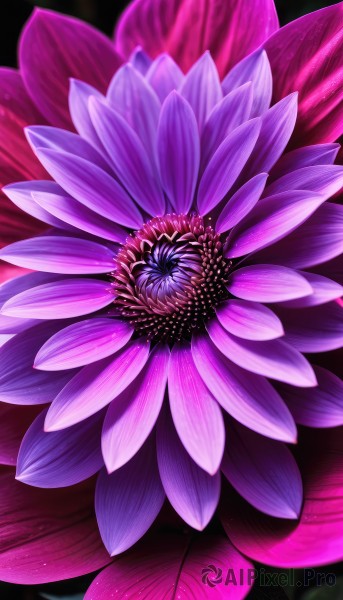 simple background,flower,blurry,no humans,depth of field,leaf,black background,pink flower,purple flower,still life,signature,plant,red flower,light particles,realistic,lotus