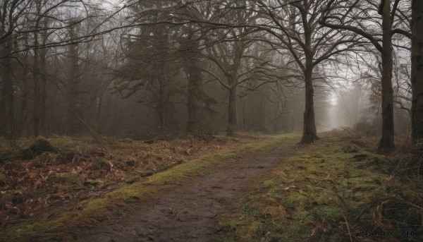 outdoors,day,tree,no humans,sunlight,grass,nature,scenery,forest,road,ruins,bare tree,landscape,fog,path,rock