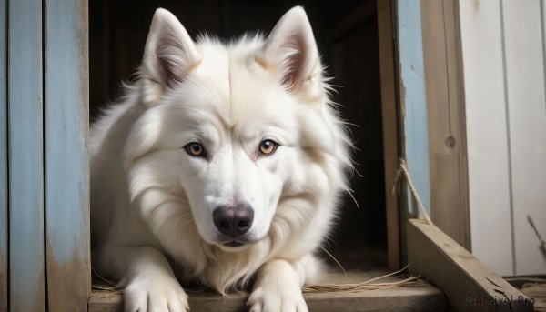 HQ,looking at viewer,indoors,no humans,animal,cat,dog,realistic,door,animal focus,solo,signature,orange eyes,wooden floor,white fur