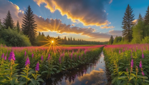 flower, outdoors, sky, cloud, water, tree, blue sky, no humans, sunlight, cloudy sky, grass, plant, nature, scenery, reflection, sunset, sun, landscape