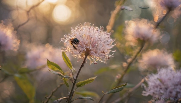 1girl, flower, outdoors, blurry, no humans, depth of field, blurry background, leaf, scenery, dandelion