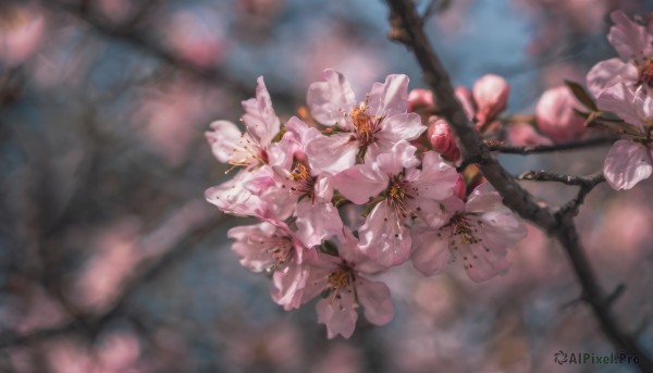 flower, outdoors, day, blurry, tree, no humans, depth of field, blurry background, cherry blossoms, scenery, pink flower, realistic, branch, still life