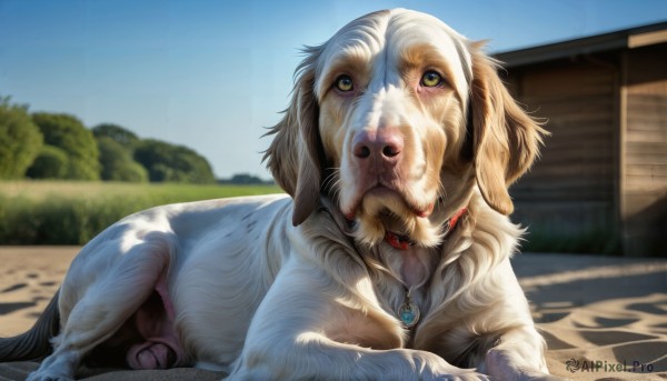 A unique view of a dog in day