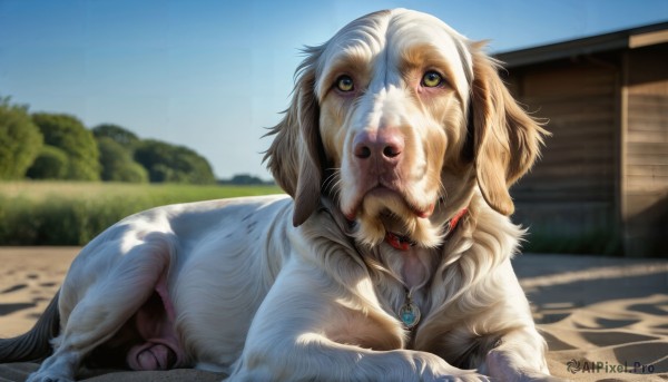 HQ,looking at viewer,jewelry,green eyes,yellow eyes,outdoors,lying,sky,day,tongue,tongue out,necklace,blurry,collar,tree,blue sky,no humans,depth of field,blurry background,animal,pendant,dog,realistic,animal focus,solo,signature,fangs,watermark,on stomach,web address,deviantart username