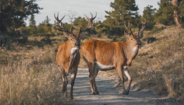 looking at viewer,standing,outdoors,day,signature,blurry,tree,no humans,blurry background,animal,grass,nature,scenery,walking,realistic,antlers,animal focus,deer,sky,forest