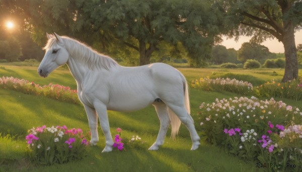 solo,standing,flower,outdoors,sky,day,tree,no humans,animal,sunlight,grass,white flower,nature,scenery,pink flower,forest,realistic,sun,field,animal focus,horse,unicorn,full body,cloud,from side,light rays,bush