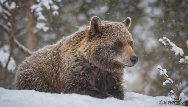 outdoors, blurry, tree, no humans, animal, snow, snowing, realistic, branch, animal focus, winter