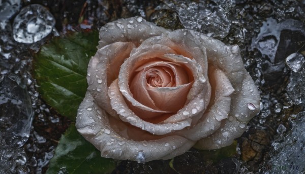 flower,water,no humans,rose,leaf,white flower,reflection,bubble,water drop,underwater,realistic,air bubble,white rose,food focus,still life,food,blurry,blurry background,scenery,pink flower,fish,rock