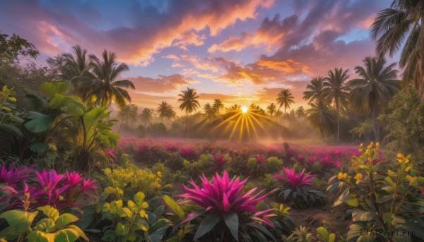 flower, outdoors, sky, cloud, tree, no humans, sunlight, cloudy sky, plant, nature, scenery, sunset, palm tree, sun