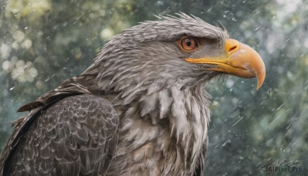 solo,looking at viewer,brown eyes,closed mouth,upper body,outdoors,artist name,signature,blurry,from side,orange eyes,pokemon (creature),no humans,depth of field,blurry background,bird,animal,rain,snowing,realistic,animal focus,beak,feathers