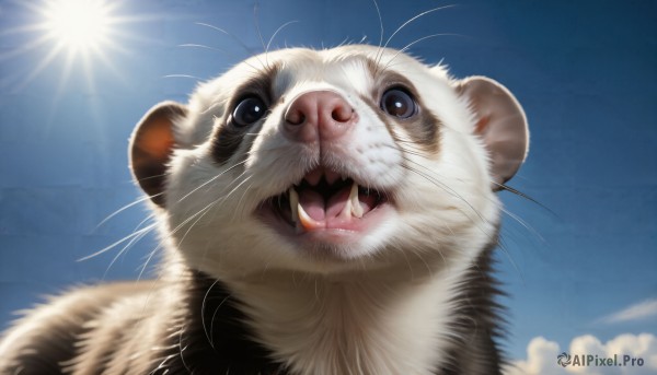 HQ,solo,looking at viewer,open mouth,blue eyes,outdoors,sky,teeth,day,cloud,black eyes,blue sky,no humans,animal,fangs,sunlight,cat,realistic,sun,animal focus,whiskers,tongue,blurry,sharp teeth,white fur