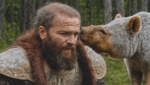 solo,blue eyes,1boy,closed mouth,upper body,white hair,grey hair,male focus,outdoors,armor,blurry,looking at another,tree,fur trim,blurry background,facial hair,animal,scar,shoulder armor,nature,beard,scar on face,forest,pauldrons,dog,breastplate,mature male,realistic,manly,old,old man,fur,chainmail,wrinkled skin,smile,short hair,day,signature,portrait,scar across eye,petting