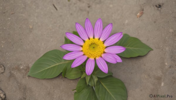 flower,outdoors,day,no humans,shadow,leaf,from above,plant,pink flower,purple flower,still life,signature,yellow flower,sunflower